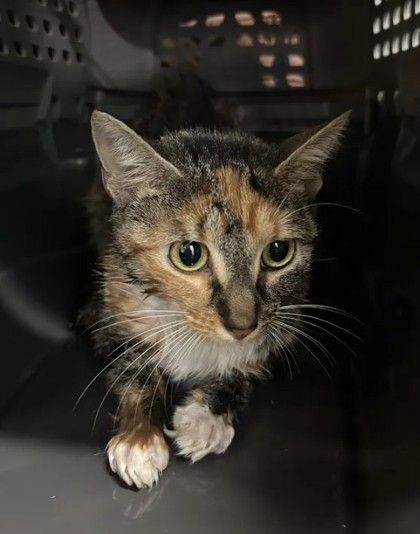 Shelter Stray Female Cat last seen Near Luckie St NW, Atlanta, GA, 1251 Fulton Industrial Blvd NW, Atlanta, GA 30336, USA