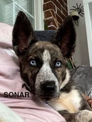 Shelter Stray Female Dog last seen Frankie Lane, Berkeley County, SC, 2455 Remount Rd, North Charleston, SC 29406, USA