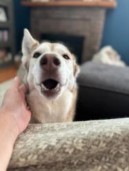 Reunited Female Dog last seen 13th and Emporia, Aurora, CO 80010