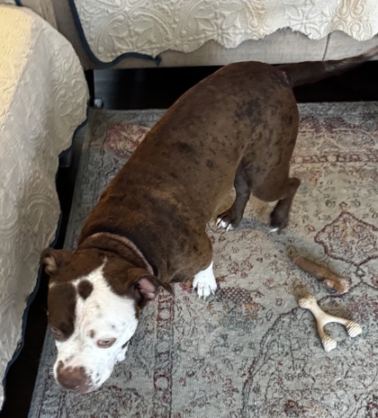 Shelter Stray Female Dog last seen E Park Ave/N Morehead St, Gastonia, NC, 1491 Business Park Ct, Gastonia, NC 28052, USA