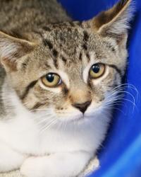 Shelter Stray Male Cat last seen Near Elm Ave, Sheridan City, IN, 10501 Hague Rd, Fishers, IN 46038, USA