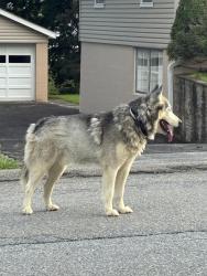 Found/Stray Male Dog last seen Laffin lane Poughkeepsie, Spackenkill, NY 12603