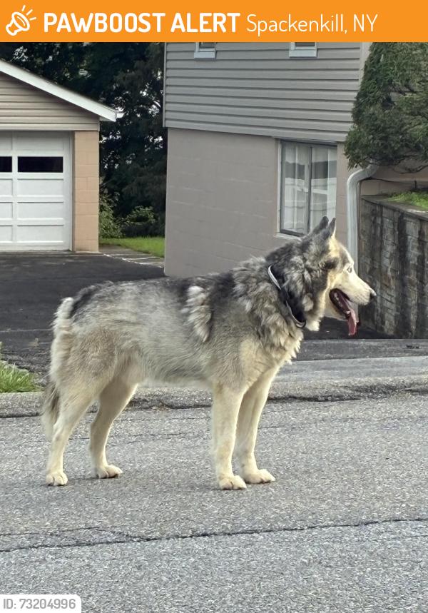 Found/Stray Male Dog last seen Laffin lane Poughkeepsie, Spackenkill, NY 12603