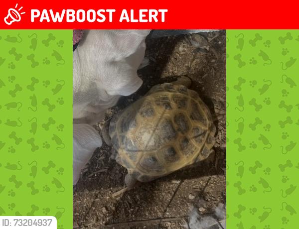 Lost Female Reptile last seen Superstition and Valley Drive, Apache Junction, AZ 85120