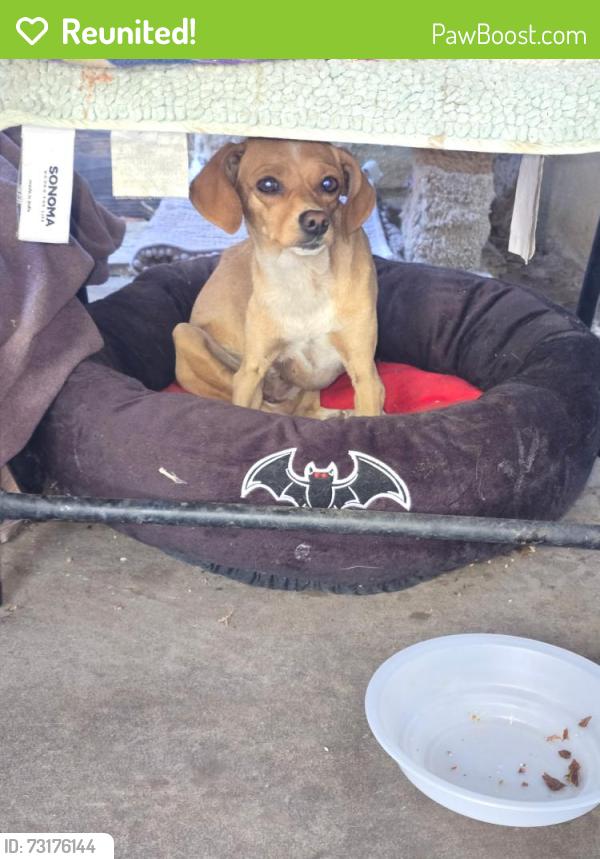 Reunited Unknown Dog last seen First and 6th street 93710, Fresno, CA 93710