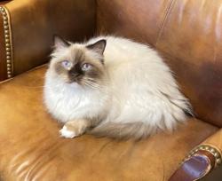 Lost Female Cat last seen Naylor and McCormick and Yacht Club, Oak Point, TX 75068