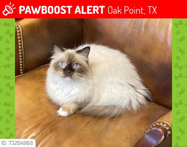 Lost Female Cat last seen Naylor and McCormick and Yacht Club, Oak Point, TX 75068