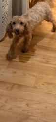 Lost Female Dog last seen Wiley-burke, Downey, CA 90240