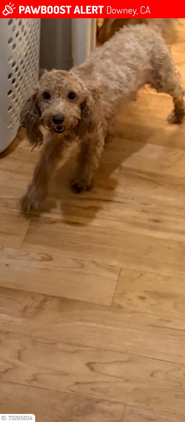 Lost Female Dog last seen Wiley-burke, Downey, CA 90240