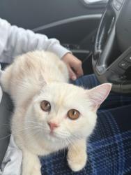 Lost Male Cat last seen south millway st, Mississauga, ON 