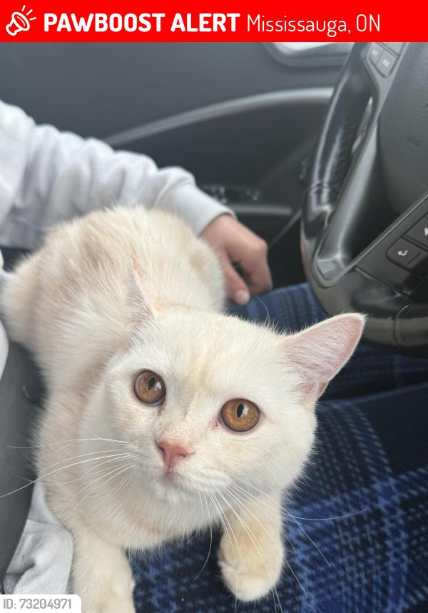 Lost Male Cat last seen south millway st, Mississauga, ON 