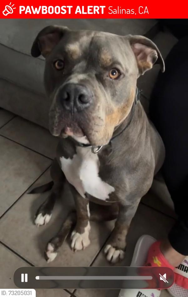 Lost Male Dog last seen Highway 156, Salinas, CA 93907