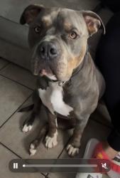 Lost Male Dog last seen Highway 156, Salinas, CA 93907