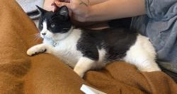 Reunited Female Cat last seen Valley W Drive and Valley West Lane, Rapid City, SD 57702