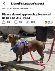Lost Male Dog last seen School near Woodside Avenue, Lakeside, CA 92040