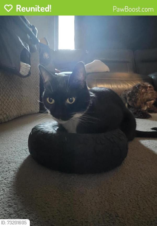 Reunited Male Cat last seen Near NE 41st Ave, Vancouver, WA 98686