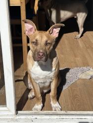 Lost Male Dog last seen Central and parkdale, Wichita, KS 67212