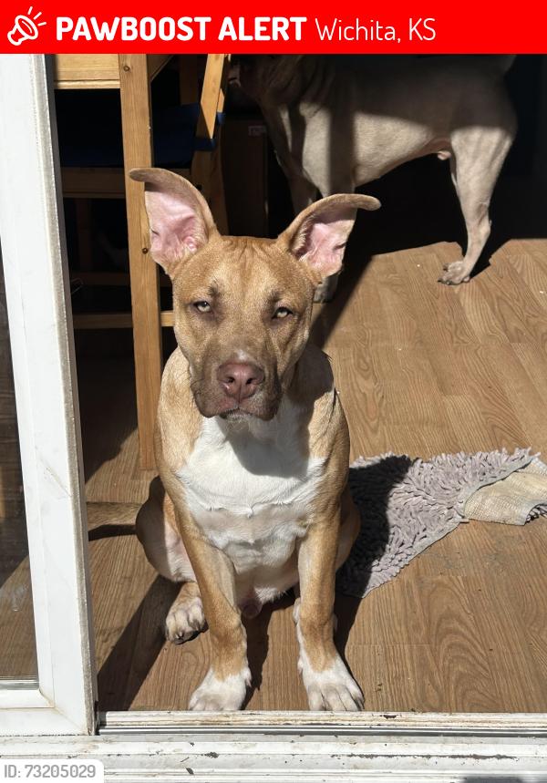 Lost Male Dog last seen Central and parkdale, Wichita, KS 67212