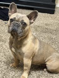 Lost Female Dog last seen South hill, edge field, big pine dr, Eastwood, Killeen, TX 76549