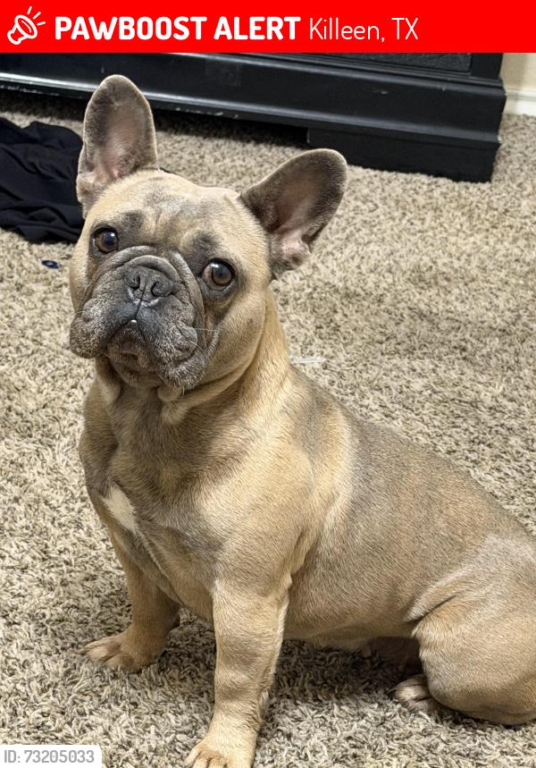 Lost Female Dog last seen South hill, edge field, big pine dr, Eastwood, Killeen, TX 76549