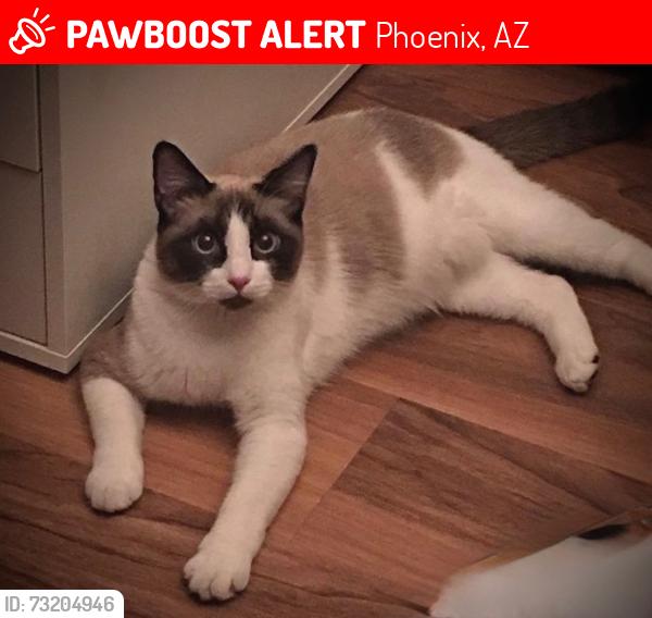 Lost Male Cat last seen Cactus and paradise village pkwy, Phoenix, AZ 85032