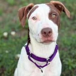 Reunited Female Dog last seen Piedmont park and stare park road, Greenville, SC 29609