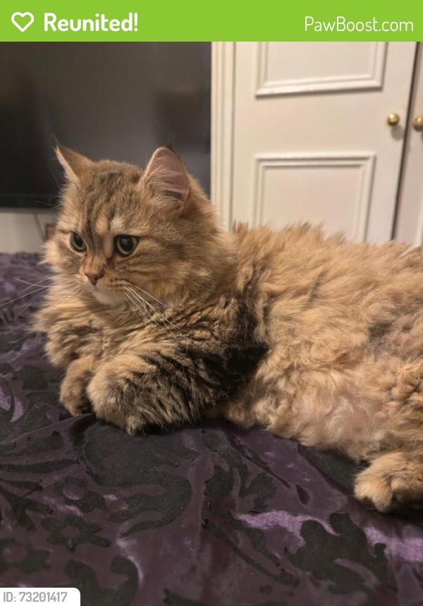 Reunited Female Cat last seen Khama road, Greater London, England SW17 0EN