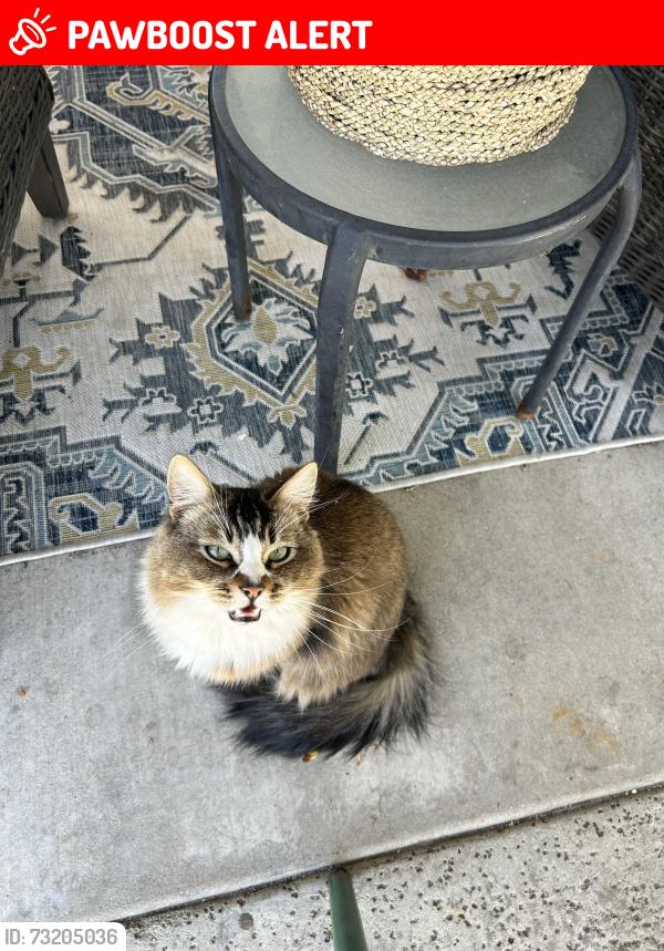 Lost Male Cat last seen Near the resort pkwy building 27, Rancho Cucamonga, CA 91730