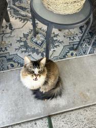 Lost Male Cat last seen Near the resort pkwy building 27, Rancho Cucamonga, CA 91730