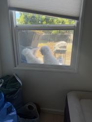 Lost Female Dog last seen Amar, La Puente, CA 91744