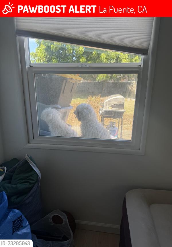 Lost Female Dog last seen Amar, La Puente, CA 91744