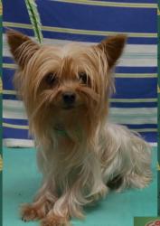 Reunited Female Dog last seen 108th st & 8 mile road, Raymond, WI 53126