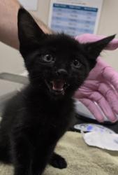 Shelter Stray Male Cat last seen Near Lura Avenue, El Cajon, CA, 92020, El Cajon, CA 92020, USA