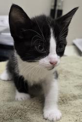 Shelter Stray Female Cat last seen Near Lura Avenue, El Cajon, CA, 92020, El Cajon, CA 92020, USA