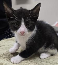 Shelter Stray Male Cat last seen Near Lura Avenue, El Cajon, CA, 92020, El Cajon, CA 92020, USA