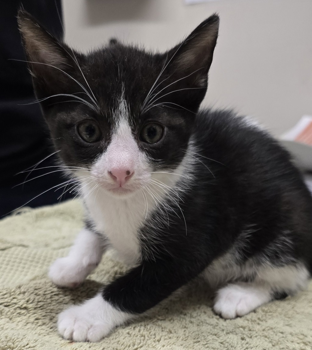 Shelter Stray Male Cat last seen Near Lura Avenue, El Cajon, CA, 92020, El Cajon, CA 92020, USA