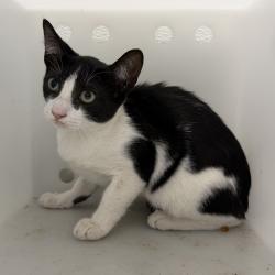 Shelter Stray Female Cat last seen Near W Washington Street, San Diego, CA, 92103, 5500 Gaines St, San Diego, CA 92110, USA