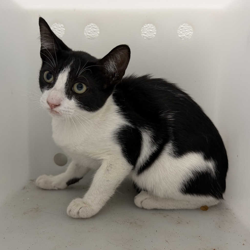 Shelter Stray Female Cat last seen Near W Washington Street, San Diego, CA, 92103, 5500 Gaines St, San Diego, CA 92110, USA