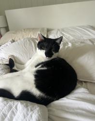 Reunited Male Cat last seen Near Skirving st Morningside, Morningside, QLD 4170