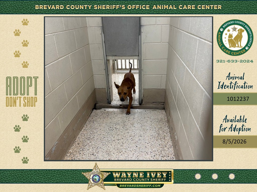 Shelter Stray Female Dog last seen FL, 5100 W Eau Gallie Blvd, Melbourne, FL 32934, USA