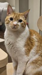 Reunited Male Cat last seen Lawrence and avenue, Toronto, ON M5M 1B5