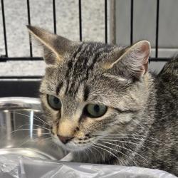 Shelter Stray Male Cat last seen Near 36th Avenue SW, ALTOONA, IA, 50009, Des Moines, IA 50313