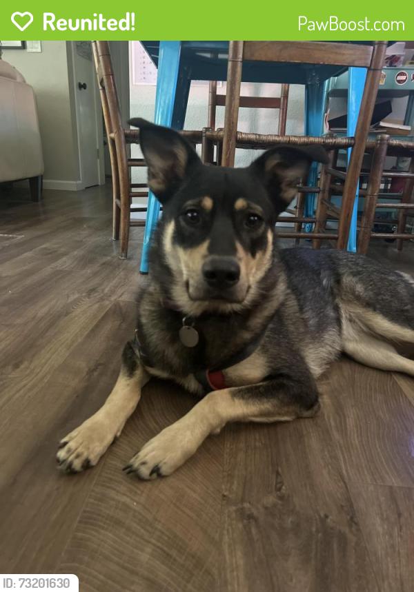 Reunited Male Dog last seen SE Flavel and SE 92nd, Portland, OR 97266
