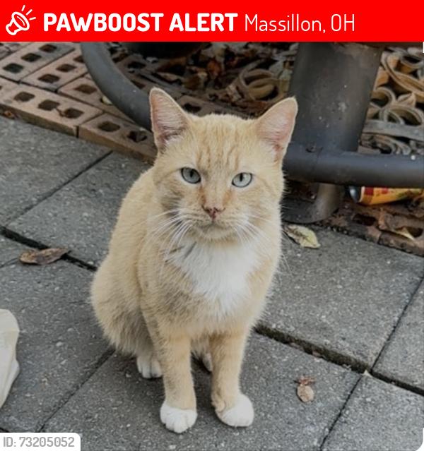 Lost Male Cat last seen 32nd nw and Lincoln way nw by John George’s, Massillon, OH 44647