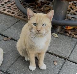 Lost Male Cat last seen 32nd nw and Lincoln way nw by John George’s, Massillon, OH 44647