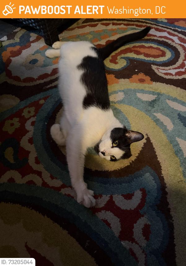 Found/Stray Unknown Cat last seen Near block of 15th Street, NE, Washington, DC 20002