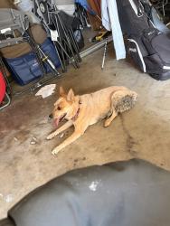 Found/Stray Female Dog last seen Glenview and 377, Haltom City, TX 76117