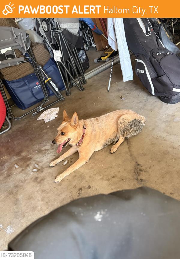 Found/Stray Female Dog last seen Glenview and 377, Haltom City, TX 76117