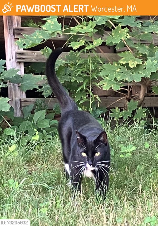 Found/Stray Unknown Cat last seen Malden St and Brooks St intersection, Worcester, MA 01606