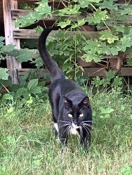 Found/Stray Unknown Cat last seen Malden St and Brooks St intersection, Worcester, MA 01606
